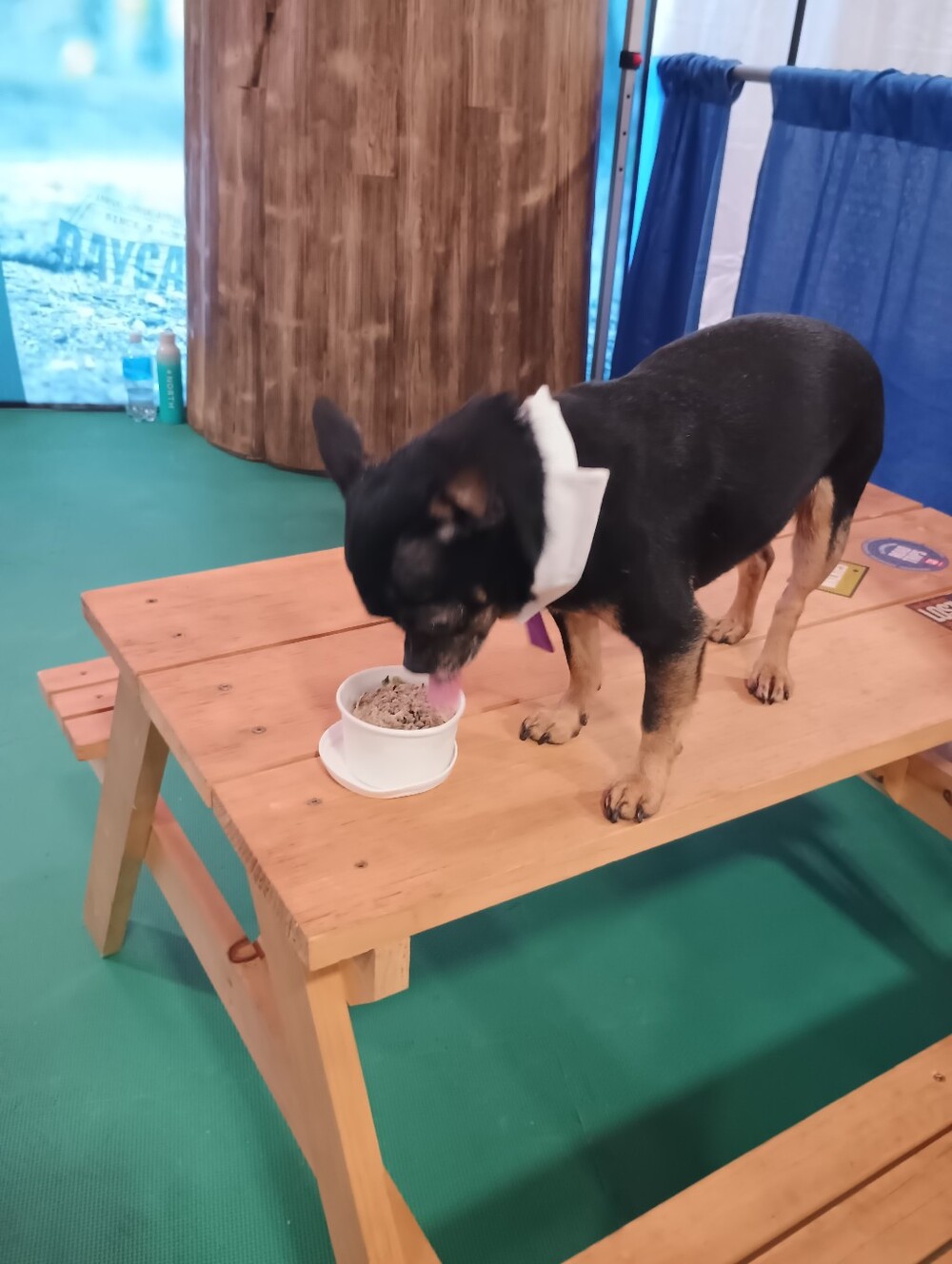 Dog Costume And Clothes